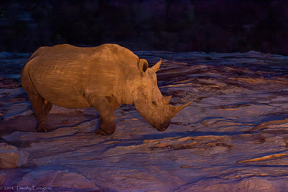 Rhino after Dark