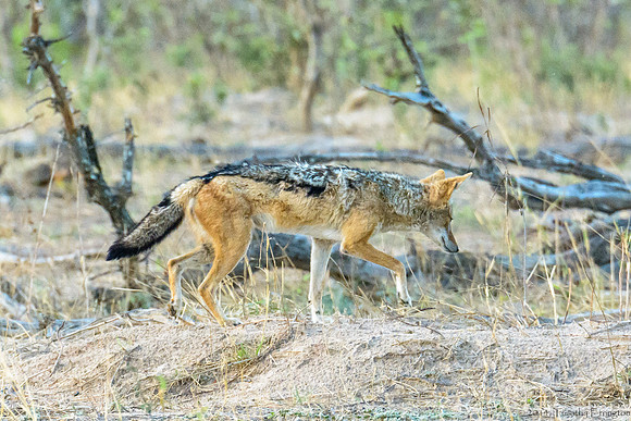 Black Backed Jakal