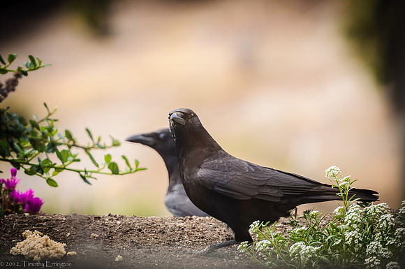 Crows in the Garden