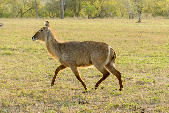 Waterbuck