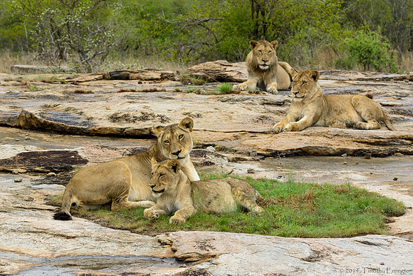 Pride of Lions