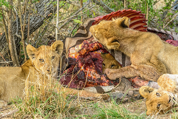 Lions with Kill