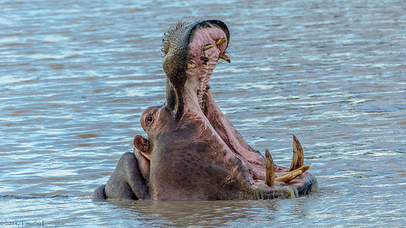 Hippo