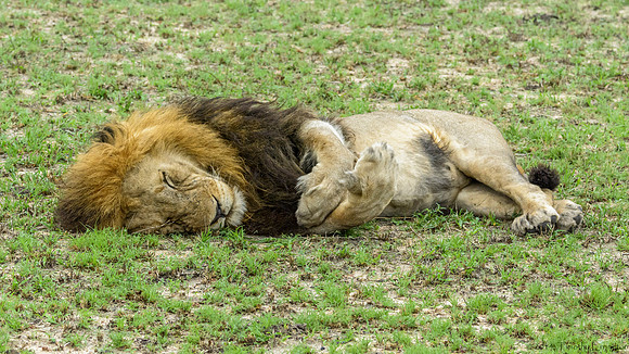 Male Lion Still Chillin'