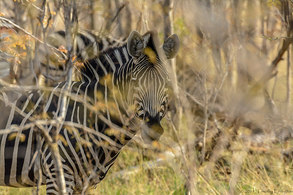 Zebra