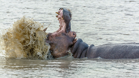Hippo