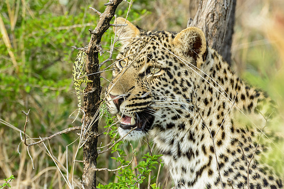 Male Leopard Cub Toying with a Chameleon
