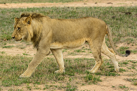 Young Male Lion