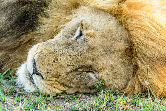Male Lions Chillin'