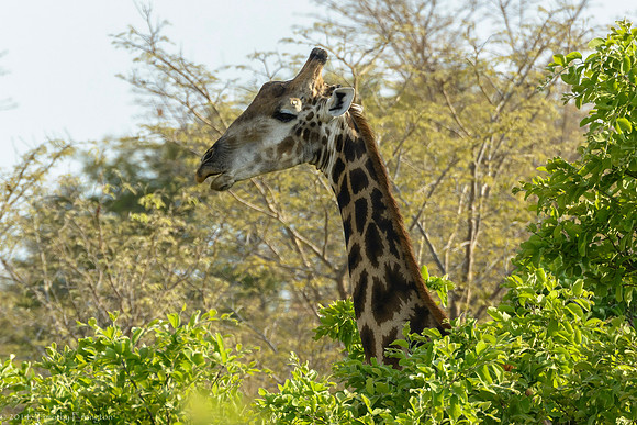 Giraffe