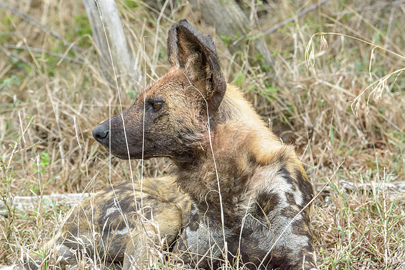 African Painted Dog