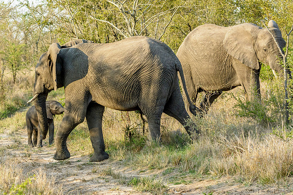 Elephant Females with Offspring