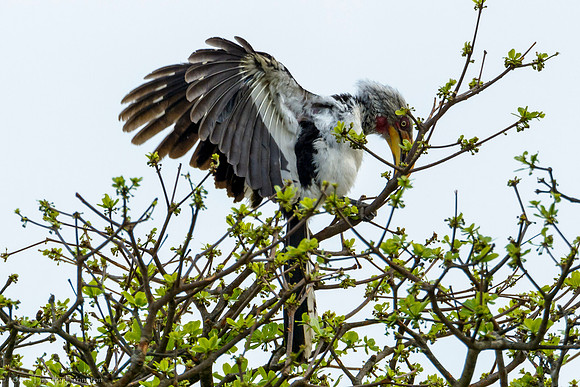 Southern Yellow-Billed Hornbill