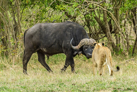 Lions Stalking Cape Buffalo
