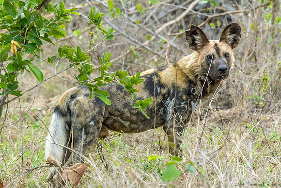 African Painted Dog