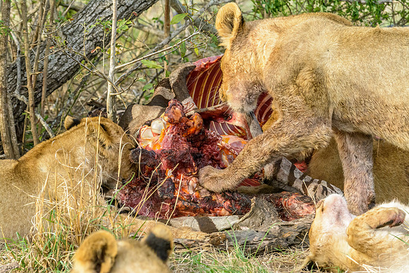 Lions with Kill
