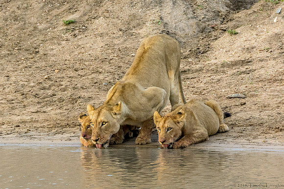 Lions at Water Hole