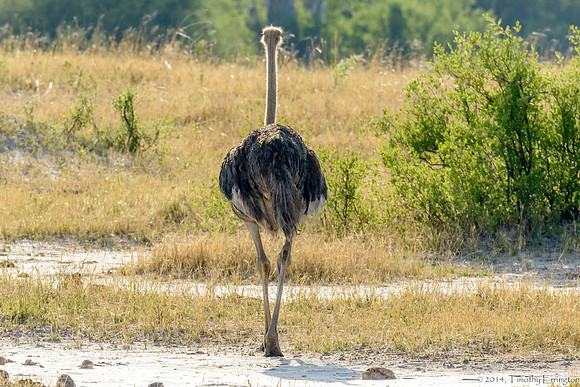 Ostrich