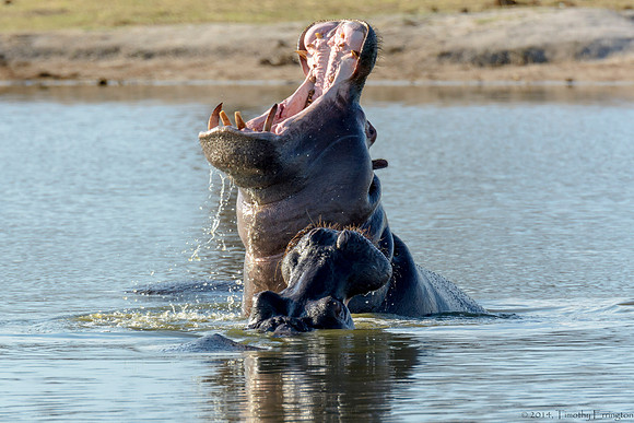 Hippo