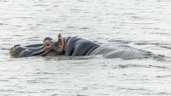 Hippo