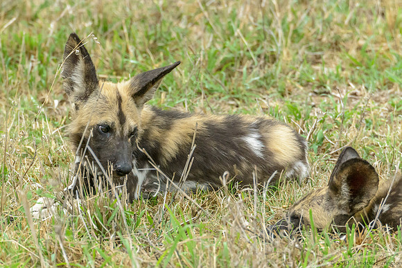 African Painted Dog