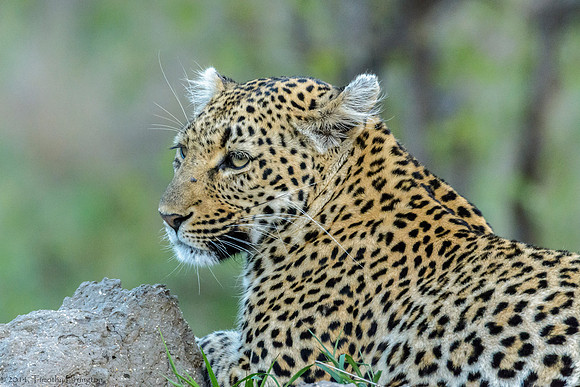 Female Leopard