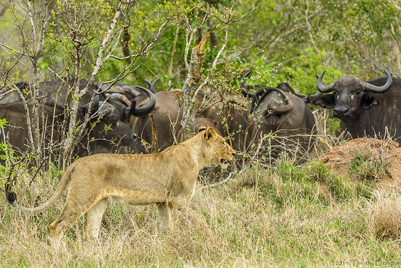 Lions Stalking Cape Buffalo