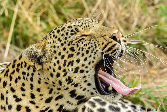 Male Leopard