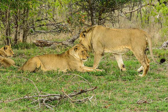 Pride of Lions - The Greeting