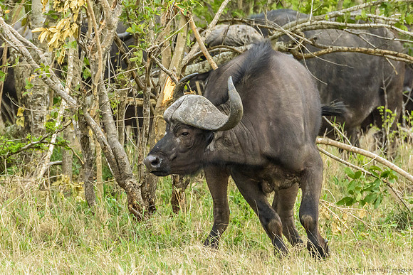 Cape Buffalo
