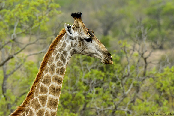 Giraffe with Red-Billed Oxpecker