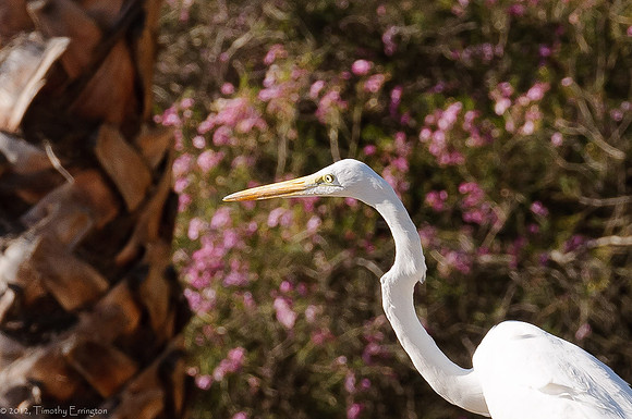 Great Egret