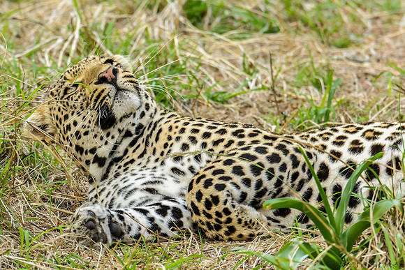 Male Leopard