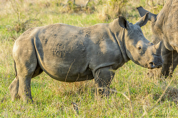 White Rhino