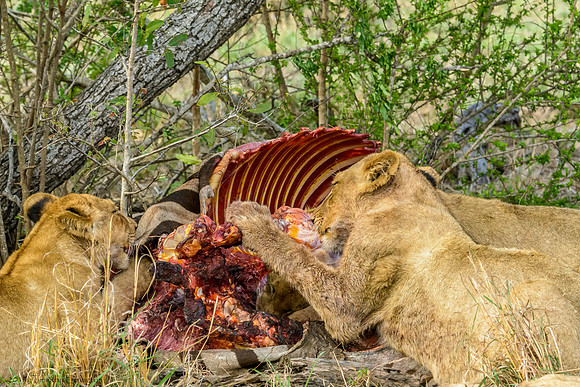 Lions with Kill