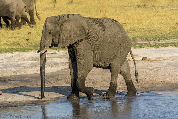 Elephant at Water Hole
