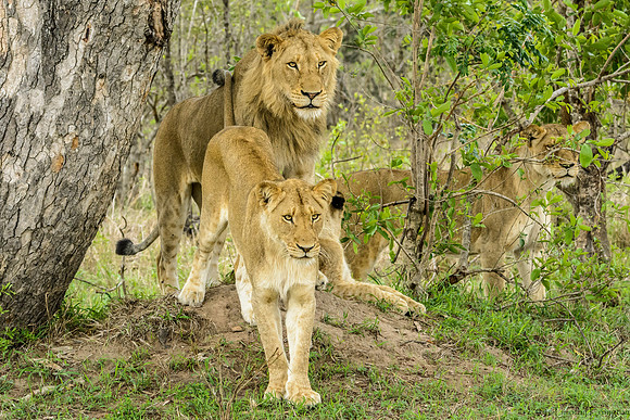 Pride of Lions