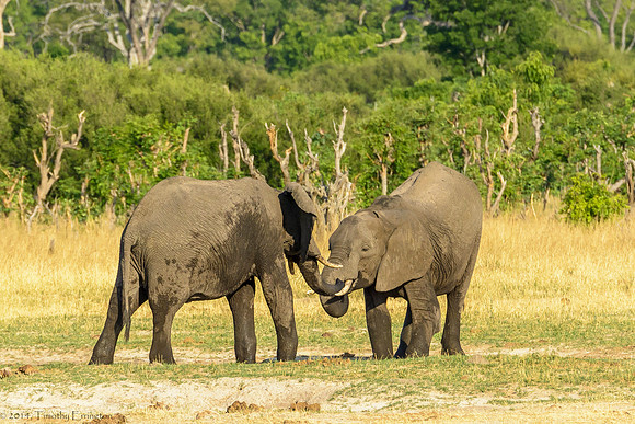 Elephant