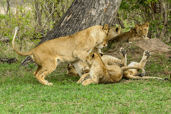 Pride of Lions