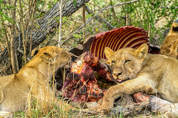 Lions with Kill
