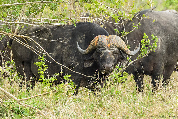 Cape Buffalo