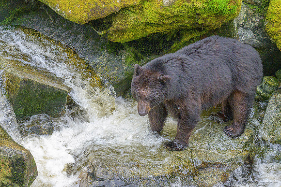 Alaska 2024