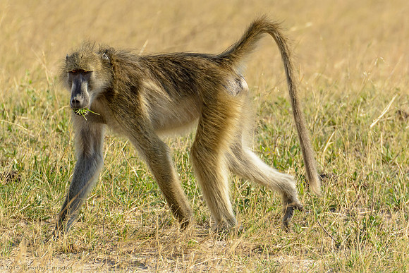 Baboon