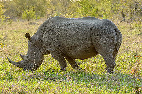 White Rhino