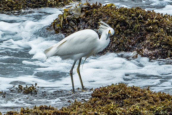 Snowy Egret