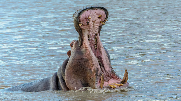 Hippo