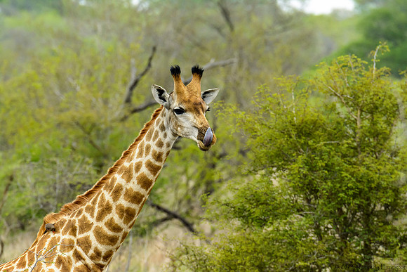 Giraffe