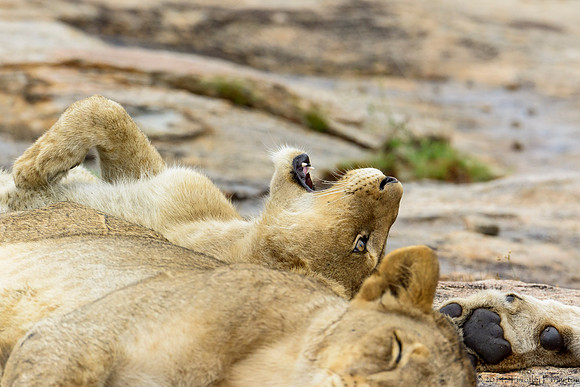 Pride of Lions