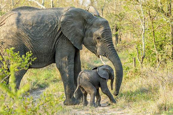 Elephant Females with Offspring
