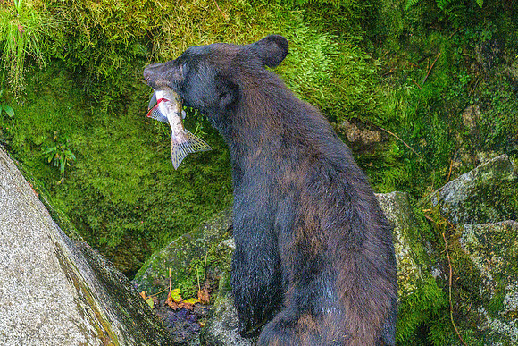 Alaska 2024